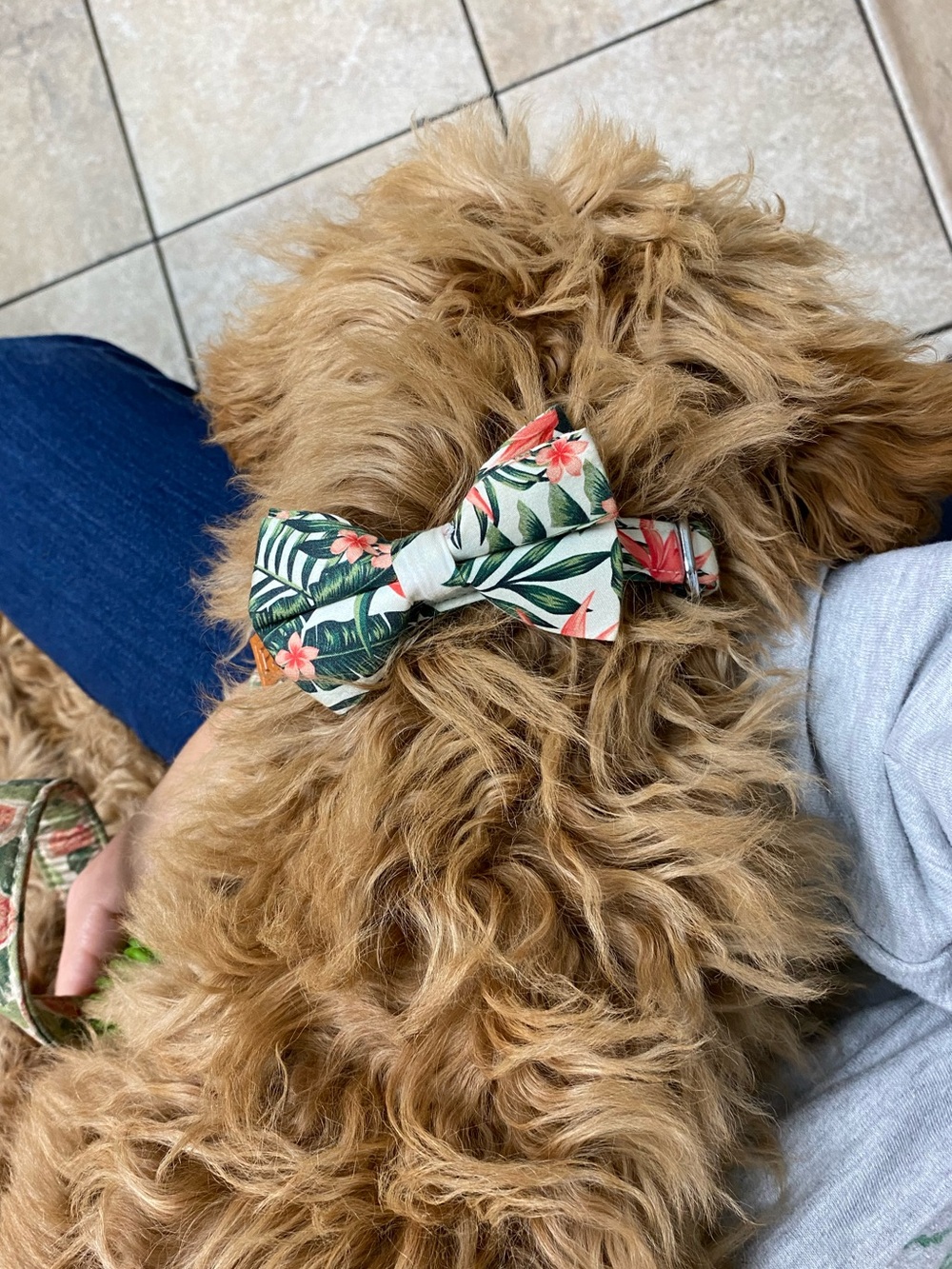Pet Bow Collar - Tropical Floral Print